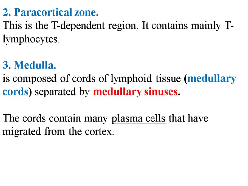 2. Paracortical zone.  This is the T-dependent region, It contains mainly T-lymphocytes. 